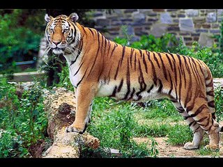 Top 50 Most Dangerous Animals