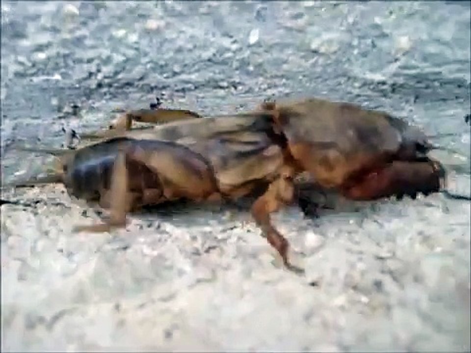 ΚΡΕΜΜΥΔΟΦΑΓΟΣ