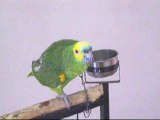 Bodhi the Blue Fronted Amazon Parrot