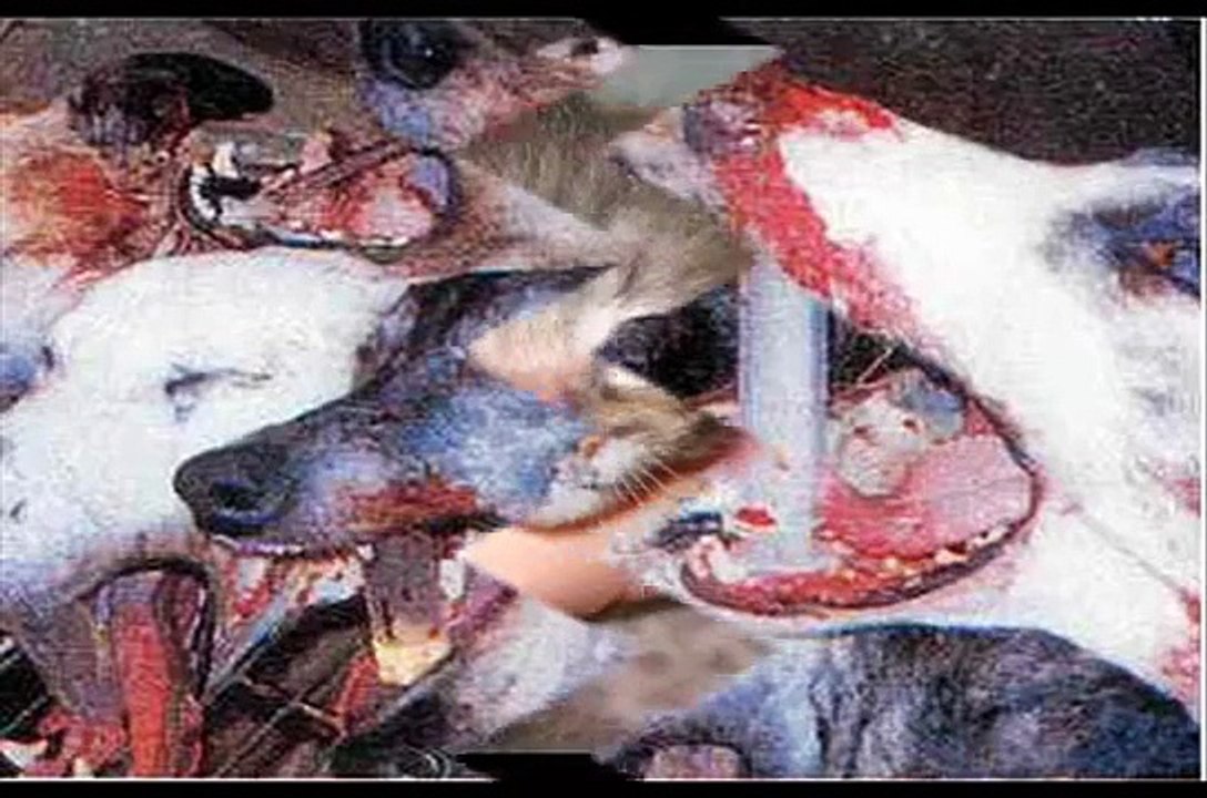 Animal testing; The unseen evil