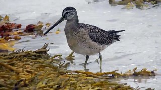 Short-billed Dowitcher, Tresco, Scilly, 120912