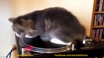 Funny Cats Funny Cat Videos 2015 Funny Animals Videos Funny Cat compilations