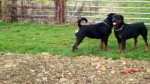 Rottweilers Playing = Best Friends on March 12  2011 = Click the 1911 button for fun