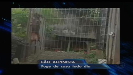 ’Cadela alpinista’ escala grade para dar um passeio