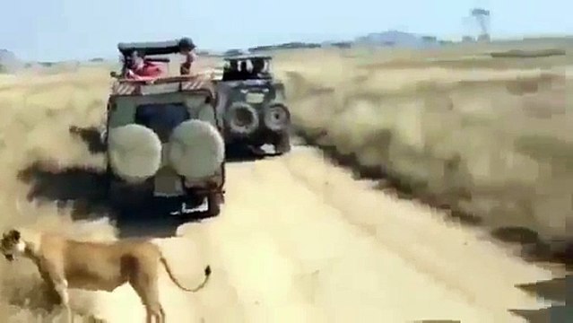 Lion Vs Buffallo #1 Lion Kills Buffalo Buffalo Vs Lion Animal Documentary