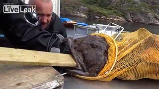 Monkfish swallowed hand diver