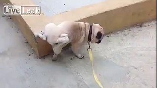 Pug continuously pisses on pavement and does not stop