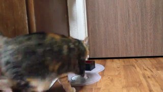 Cat Performs Tricks Just Like a Dog