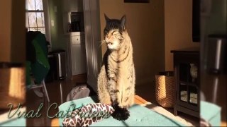 cat suppress a sneeze