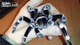 â-BRAZILIAN WHITE KNEE TARANTULA-â