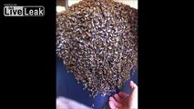 Guy Scoops Up Swarm Of Bees On Trash Can With His Hand