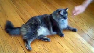 Skilled Cat Performs Seven Tricks in a Minute