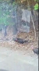 Animal attack avoided