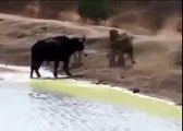 Animal attack Lions attacks Buffalo Lions vs Buffalo