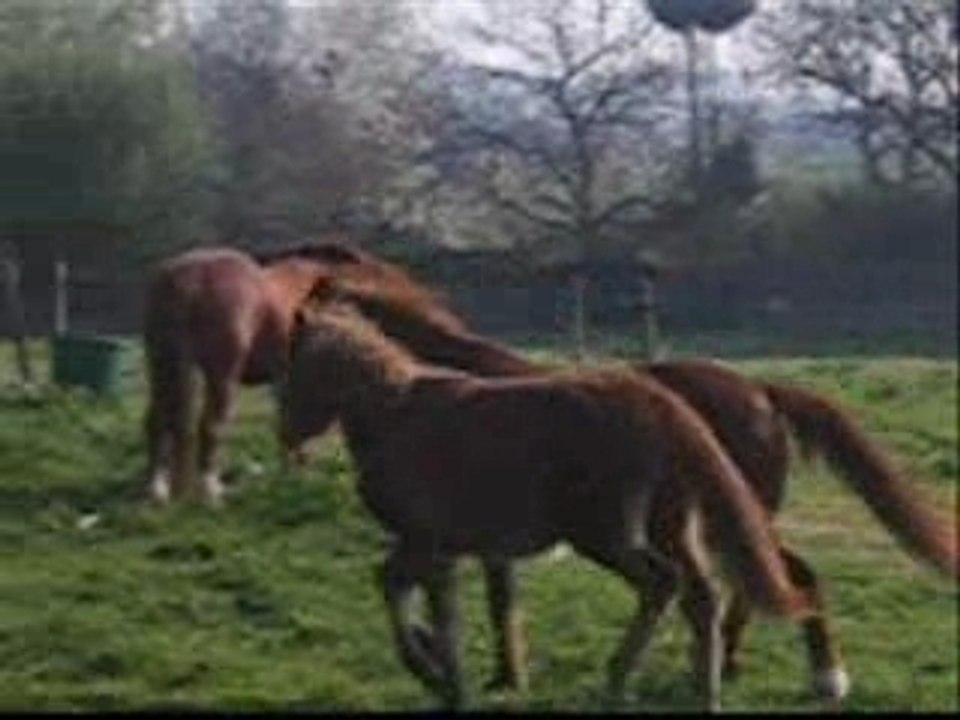 Jogging matinal équin