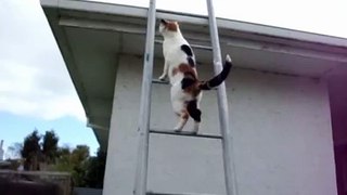 Cat climbs ladder