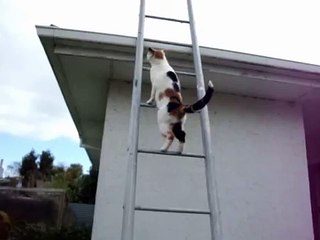 Cat climbs ladder