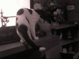 Daisy The Cat Playing Peek-A-Boo [HD]