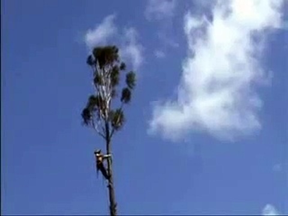 NOT the way to cut down a tree