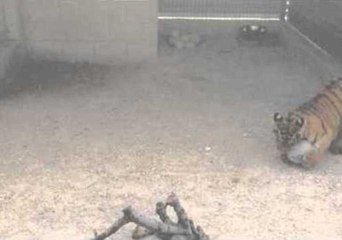 Скачать видео: Tiger Cub Plays With a Rugby Ball