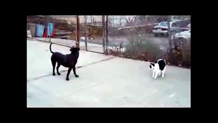 Dogs vs Cats Funny Video - Pitbull Dog and Little Pussy Cat Fighting
