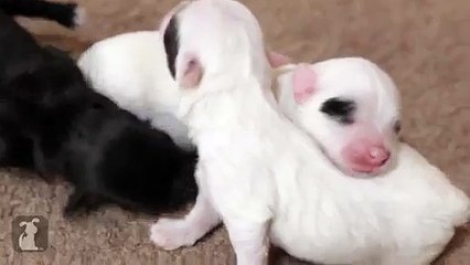 Teeny Tiny Havanese Puppies OMGAHHHH - Video Dailymotion