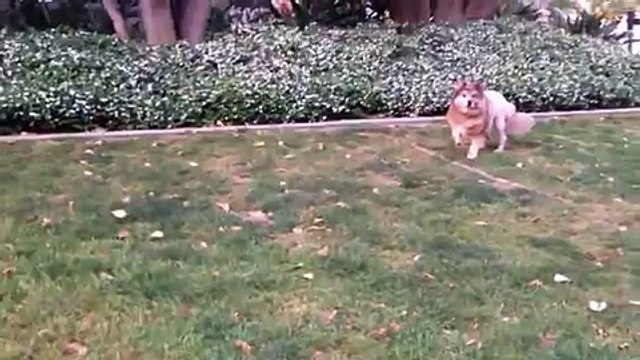 Stains the Lion Dog Stalks His Prey