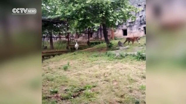 Crane fights two tigers in zoo