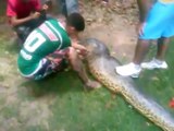 Anaconda eats a Pit Bull in Mato-Grosso,Brazil