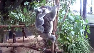 Fighting Koala Is Not Happy and She Shows It