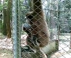 Howling Thailand Monkeys Gibbons? Ape?