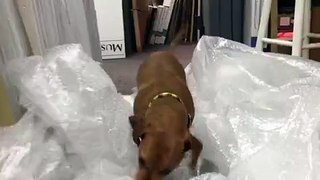 Dachshund Has Fun With Bubblewrap