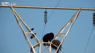 Bear Climbs Pylon to Raid Bird Nest...