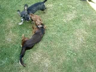 Bambou et Baïla le 19 avril 2007 021