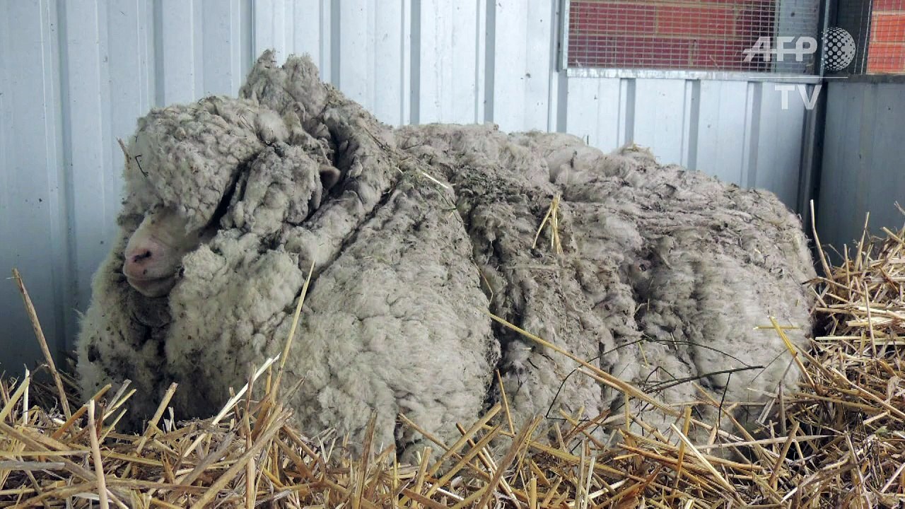 Rekord-schaf um gut 40 kilo wolle erleichtert