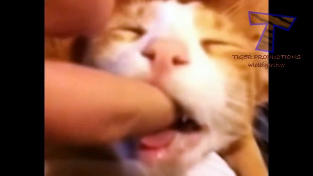 Cats and dogs acting like human babies - Cute animal compilation - funny