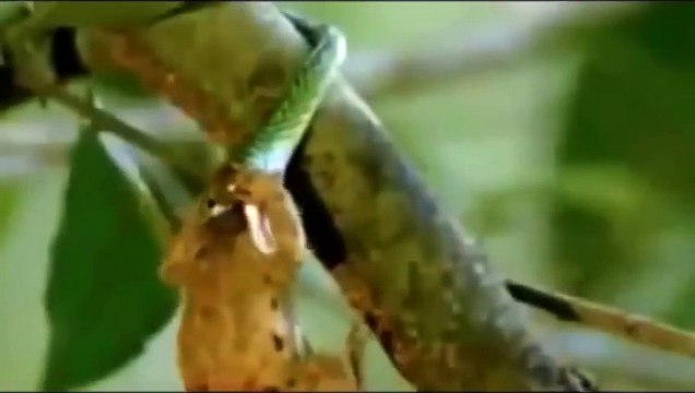 Documental Anacondas Gigantes Español - Documentales National Geographic