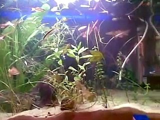 how to do a water change - Aquarium Maintenance