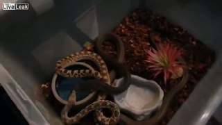 King Cobra kills and eats a 4' Gopher snake