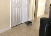 Acrobatic Cat Tries to Break Into a Cabinet