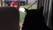 Cat Sees New Family Dog for the First Time: Freaks OUT