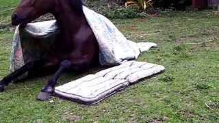 Horse tucks himself in at nap time