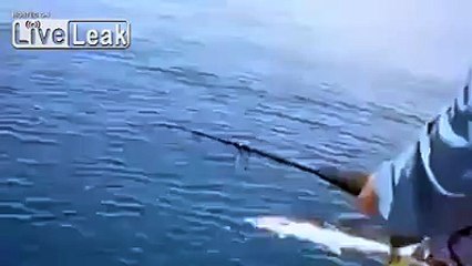 Shark steals fish from angler