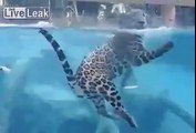 Diving Jaguar channels Jaques Cousteau