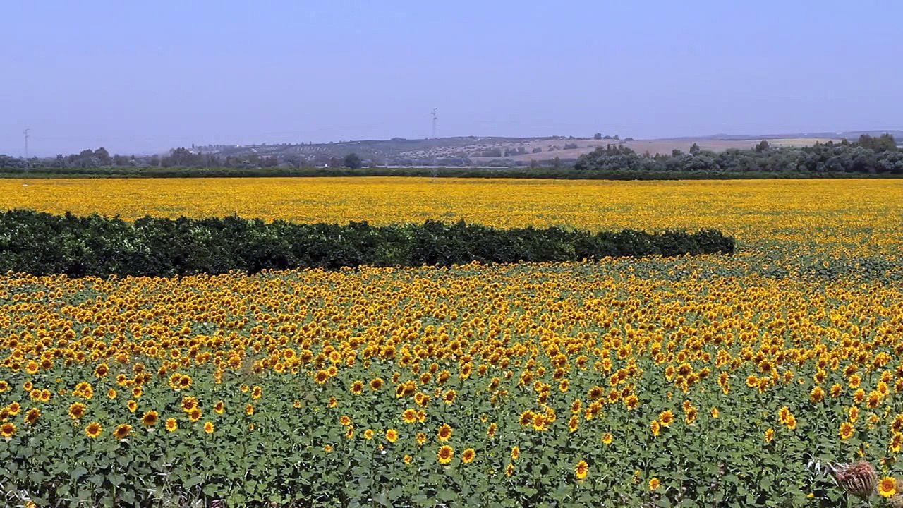 Sunflowers 4