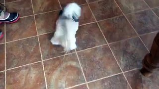 Canine Star Norbert Helps to Sweep the Floor