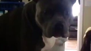 Pit bull understands english.