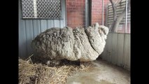 A ovelha mais peluda do mundo