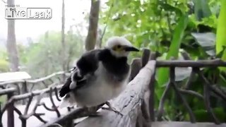 Bird doing Funny bird things