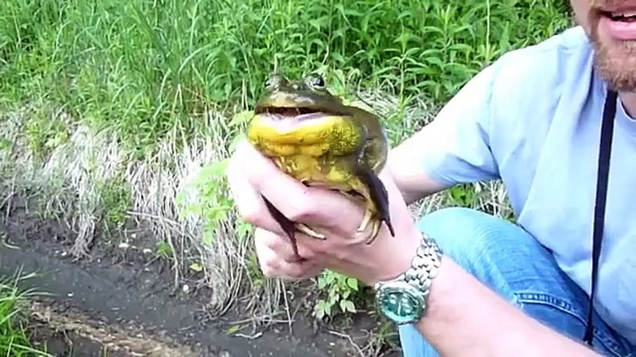 33 screaming frogs